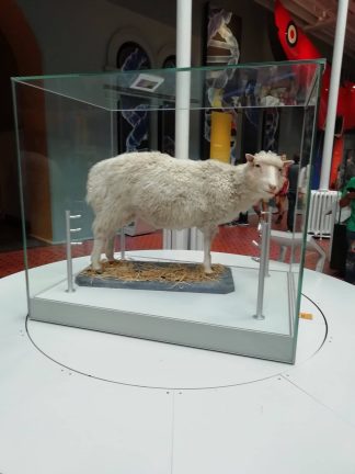 Dolly the first cloned sheep, National Museum of Scotland